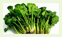 元和绿宝施肥方案-菠菜