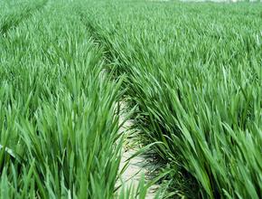 小麦重冬管 苗壮产量高