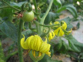微生物肥料—防止番茄早衰技术措施